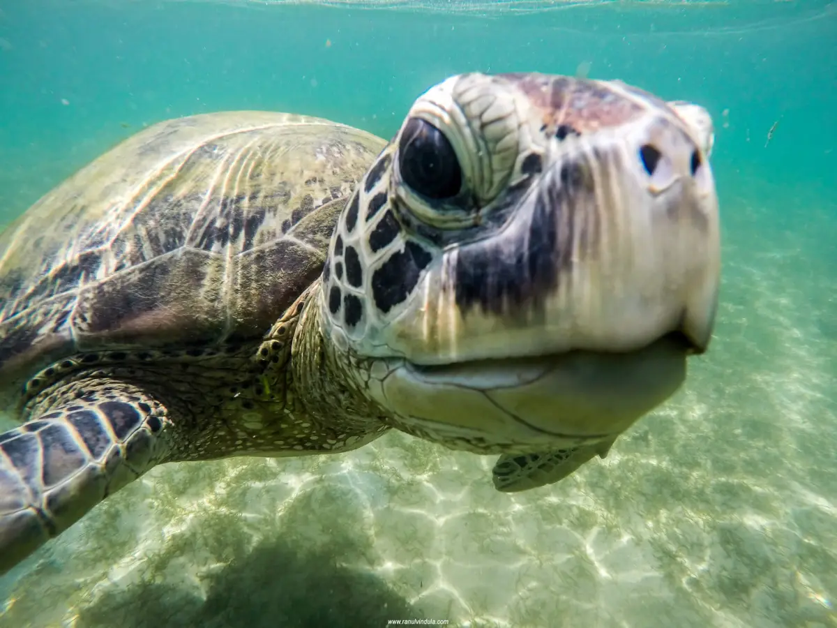 Sea turtle underwater, Sri Lanka — wildlife photography